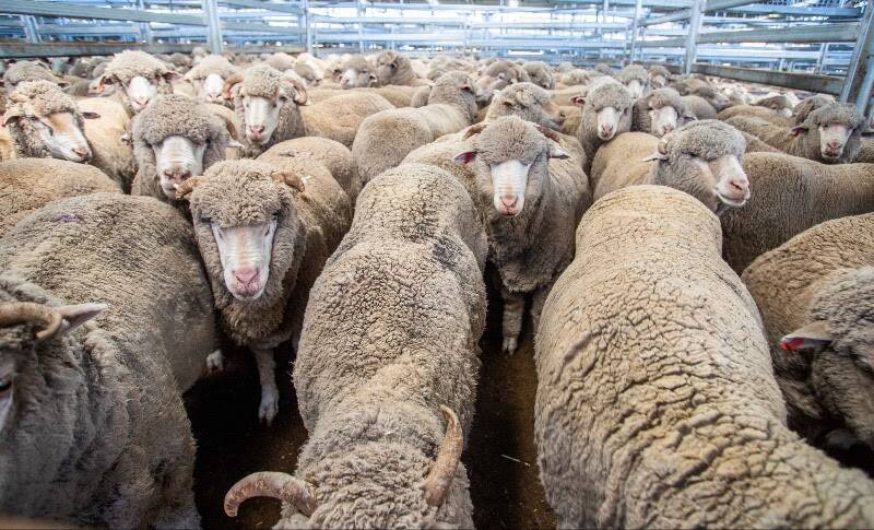 Ian Culley sold 157 Merino wethers with Elders to a sale top of $220 a head.