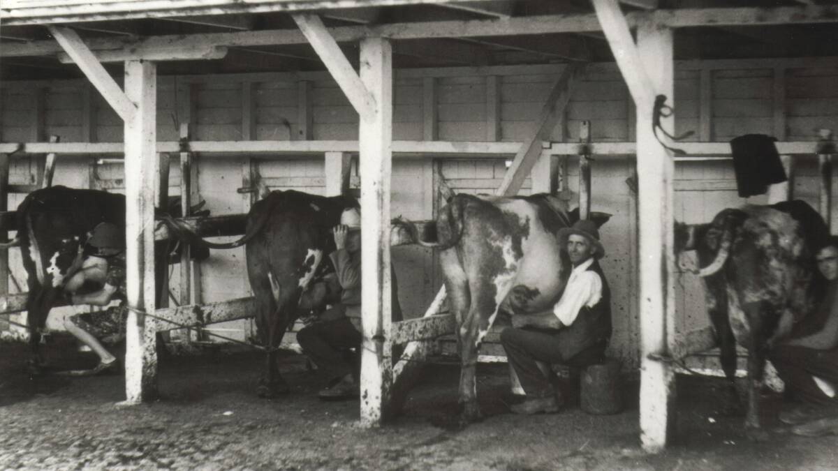 Milking the herd on the Kameruka Estate, circa 1908
