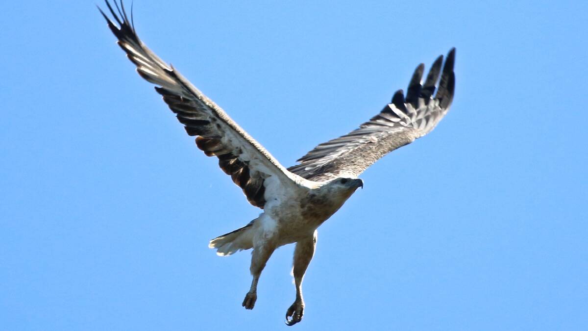 ON THE WING: A juvenile white bellied sea-eagle soars above the Far South Coast. Photo: Neill Hayes
