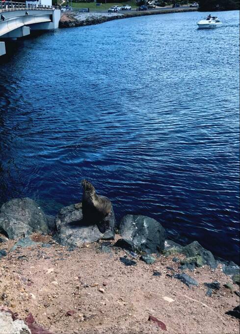 Our readers photos of Merimbula's infamous seal.