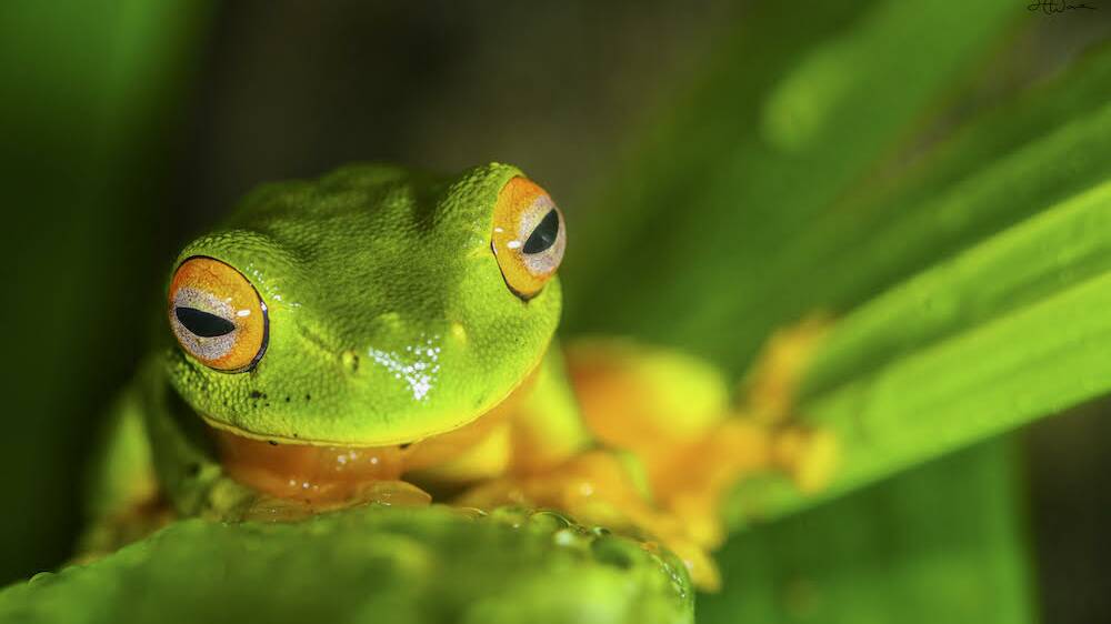 TROPICAL FROG: Orange-thighed tree frog found only in North Queensland. Image: Harrison Warne. 