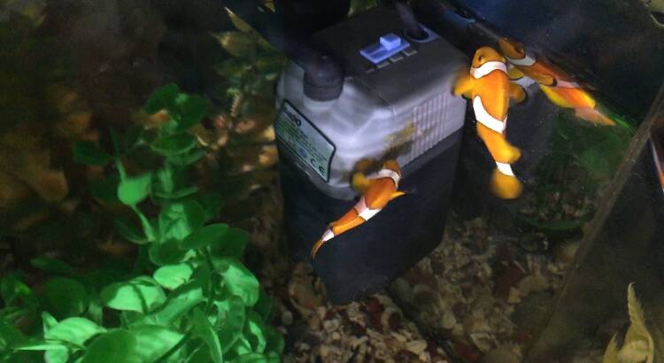 Clownfish love story comes to sad end