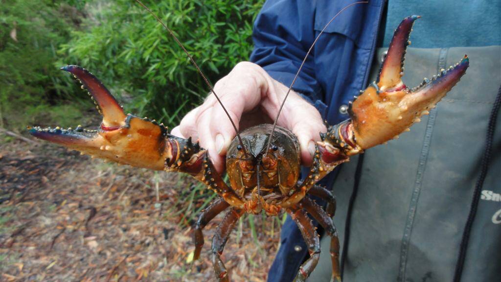 New initiatives aim to protect the endangered Fitzroy Falls Spiny Crayfish. Photo: supplied