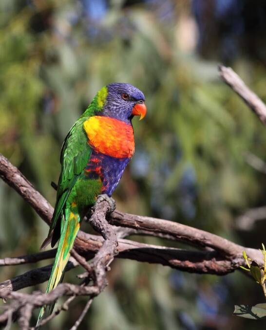 WATCH OUT: In the 2018 Aussie Backyard Count the Rainbow Lorikeet was the most common bird in NSW. Photo: Andrew Silcocks. 