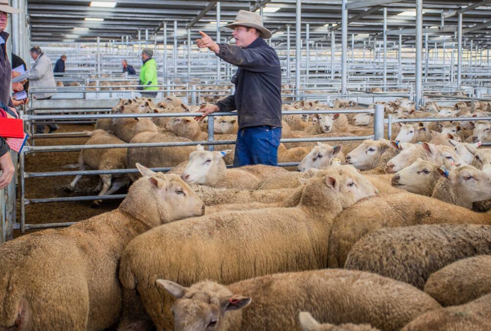 Light lambs in better supply at Yass