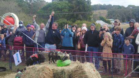 Visitors to Tallong's Apple Day in 2023 had a ball watching the pig races. Picture by Burney Wong.