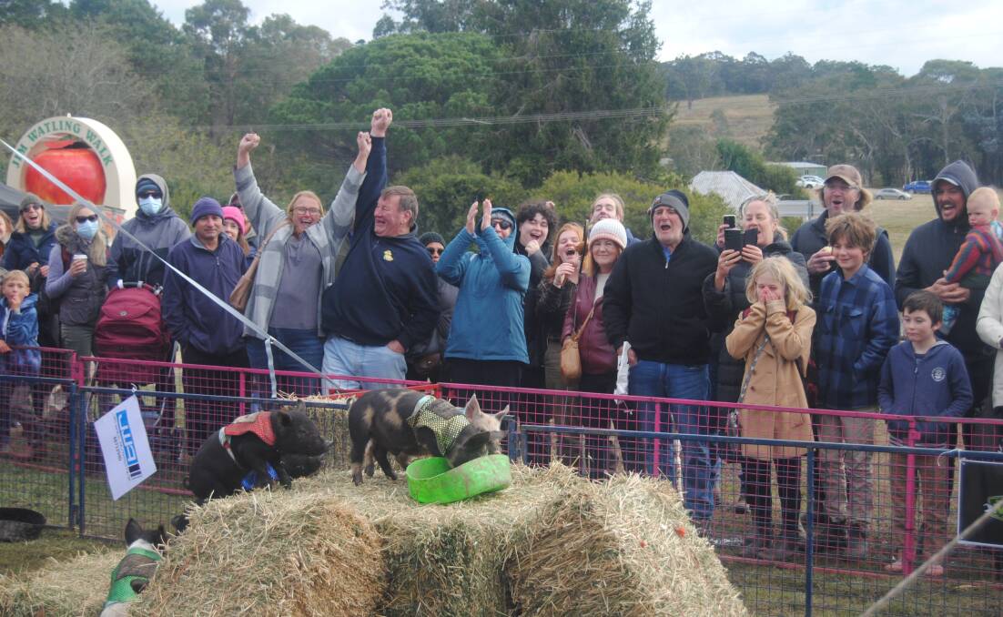 Visitors to Tallong's Apple Day in 2023 had a ball watching the pig races. Picture by Burney Wong.