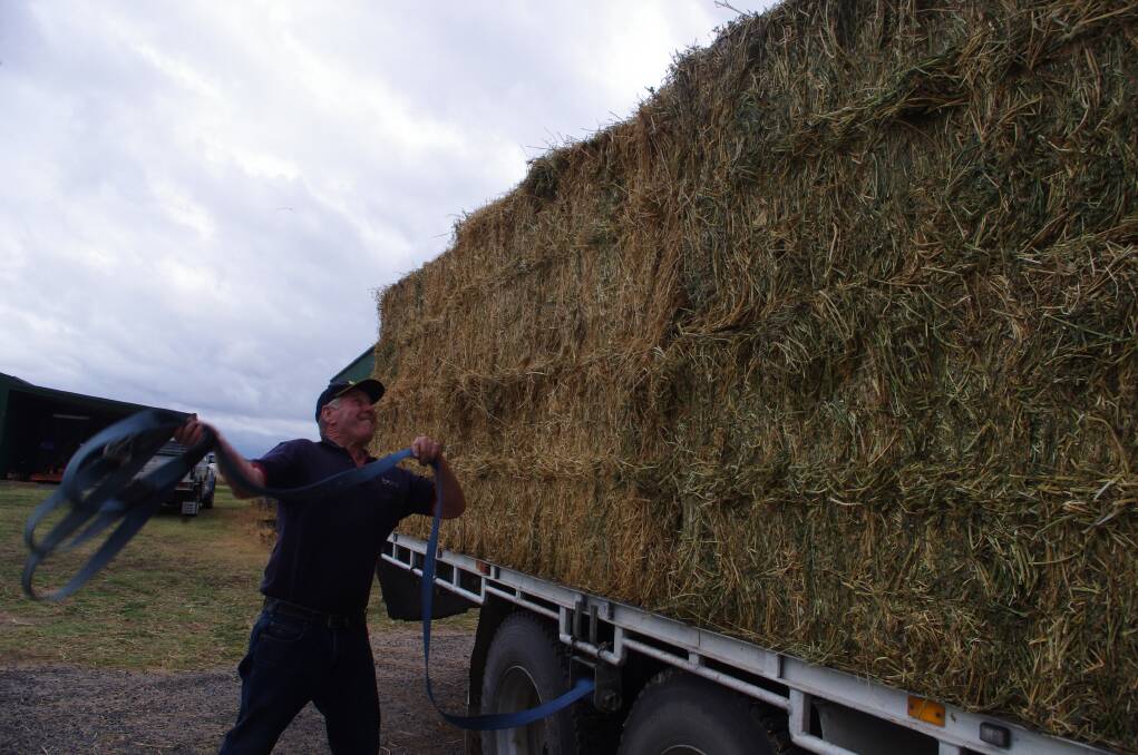 Martin Maas from Goulburn Produce and Rural Supplies loading up hay bound for Tarago and district graziers affected by the Currandooley blaze. Photo: Darryl Fernance.