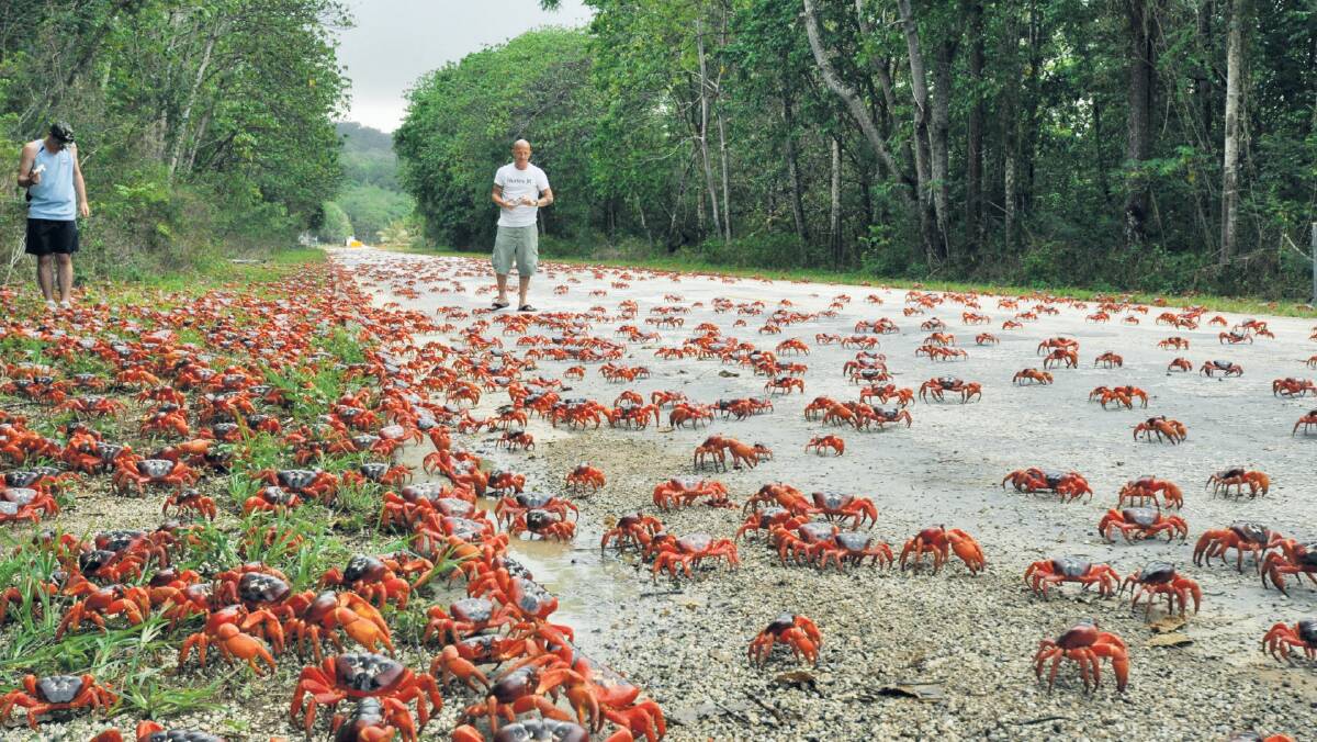 Millions of crabs emerge from the Christmas Island forest and head for the sea.