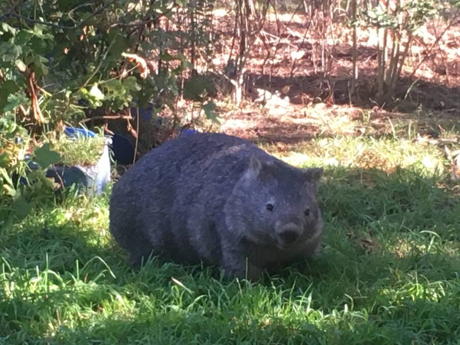 AT RISK: Wildlife carer Tania Clancy said she currently has a workload of more than 200 wombats, due to health complications from warmer and drier conditions. Photo: Supplied