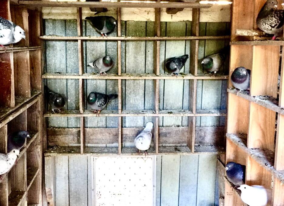 WELL STOCKED: Mr Hoyer has about 150 race and stock birds in the lofts of his south Tilba property.