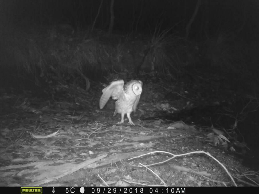 An opponent of logging underway at Corunna Forest has raised concerns over habitat protection after an endangered masked owl was sighted in the vicinity.