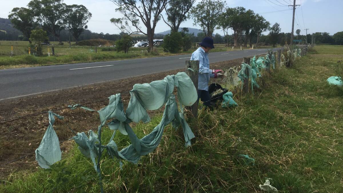 Before: Shoalhaven Riverwatch and Shoalhaven Landcare Association volunteers collect silage plastic along Wharf Road Berry.