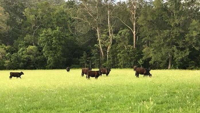 Nine Angus heifers were seized from a property in the Upper Kangaroo River in May 2018. Photo: NSW Police Force, Facebook