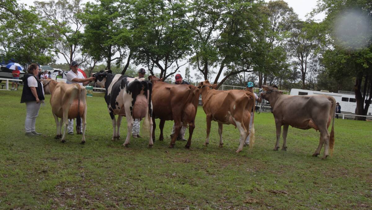 Nowra Show was one of the few local shows to go ahead in 2020. Now the South Coast and Tablelands Youth in Ag Movement has launched innovative online show competition for those who missed out. This was the line up in the supreme champion cow at Nowra Show.
