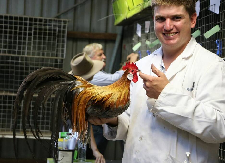 Show judge Ryan McParland judging the any other breed class, with a Phoenix breed. Image: Nowra Poultry Club 