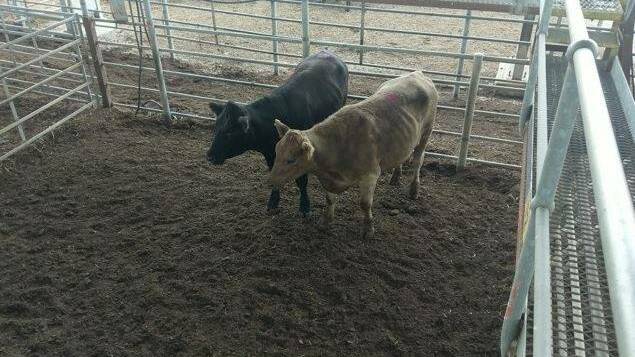 Two stolen steers were seized from Moss Vale in January 2018. Photo: NSW Police Force, Facebook
