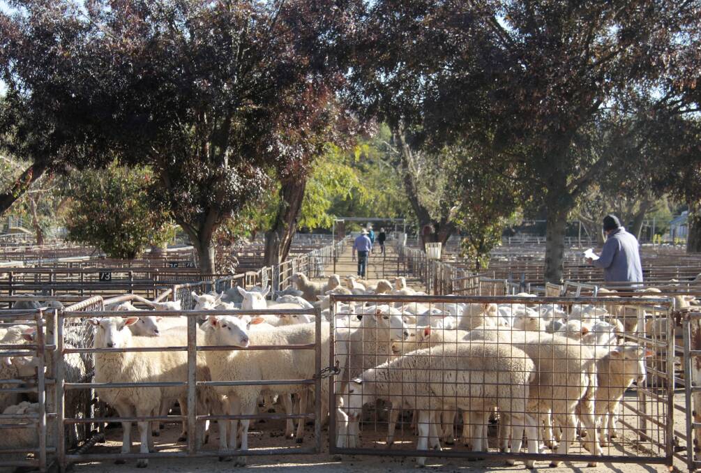 THE Cootamundra Saleyards and Associated Agents yarded 2951 sheep and lambs at its fortnightly sale, which was up about 400 on the last sale. Photo supplied