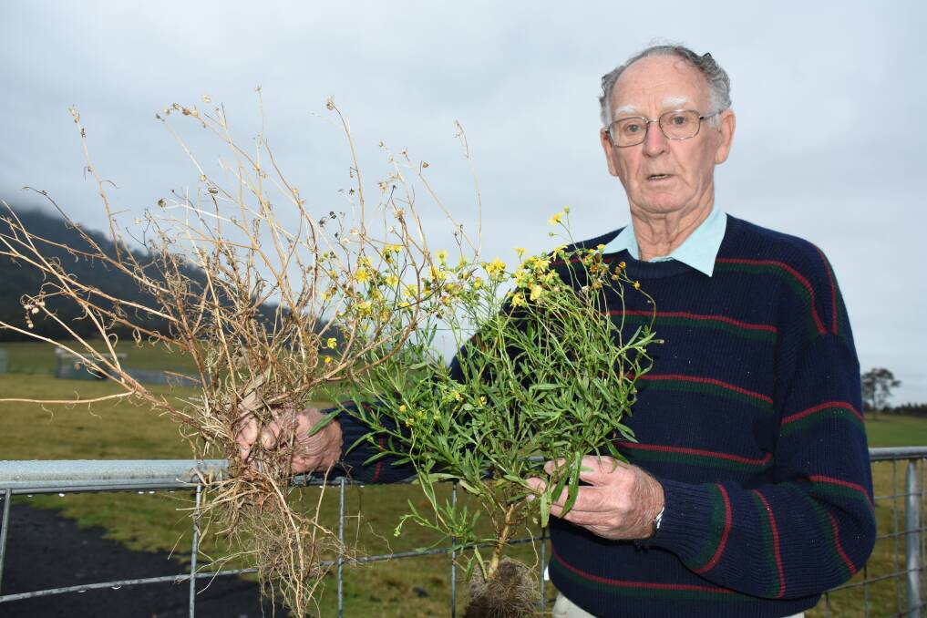 Robert Cochrane would like the NSW DPI to take notice of what the cotton aphid has done as a biocontrol for fireweed.