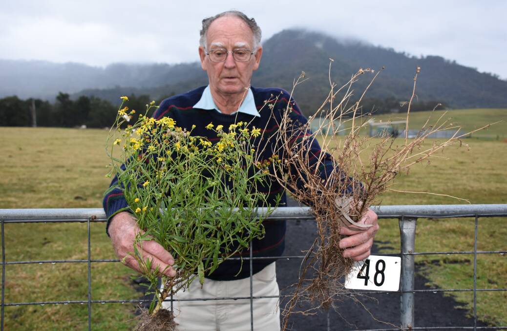Robert Cochrane with live and not infested fireweed and dead fireweed plant after the aphid has worked its magic.  