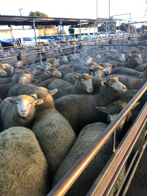 SOLD: Neil and Fiona Muller, Henty, have already turned off a large wedge of their Poll Dorset sired second-cross lambs this year, taking advantage of the good growth rates and booming market. At about four months old, they sold 650 of their 850 lambs into the Wagga Wagga saleyards in July, averaging $215. Photo: Supplied.