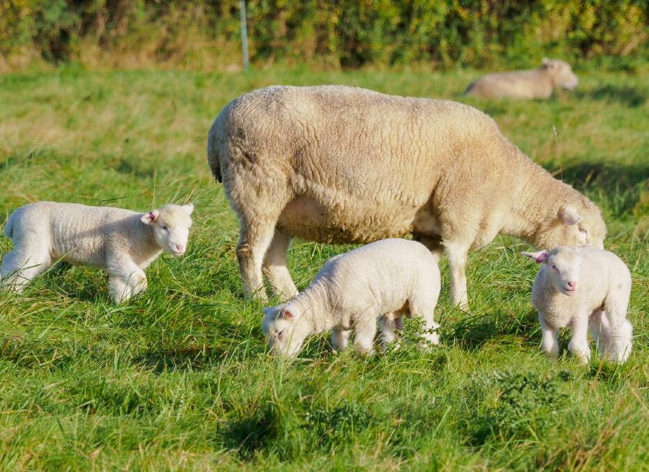 INNOVATION: Sheep producers are being asked to get involved in a new three-year project. Photo: Shutterstock.