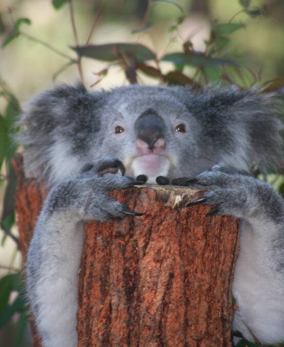 Visit: See koalas, dingoes, kangaroos, emus, echidnas, wombats, cockatoos, parrots, flying foxes, turtles, frogs and more native animals. Photo: Sarah Chenhall.