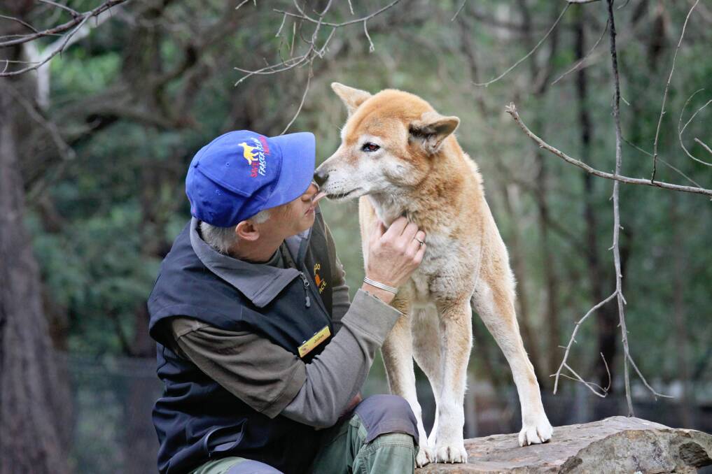 Mates: John with Djingo. The dingoes have a huge enclosure with a pool, caves and places to explore, but they actually like people more. Photo: Angi High.