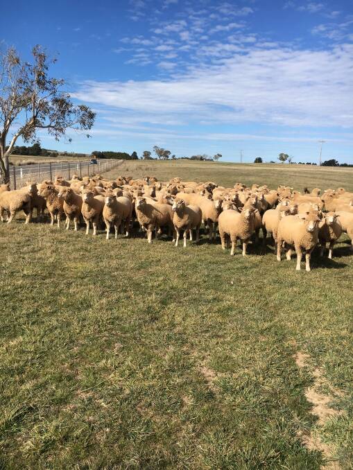 High-performing clients: "Lambs bred by Chattsworth Pastoral, Binda sold at Wagga in July topped at $326 - for an average of $300 - for the 141 August drop cross lambs," said Kim Weir of Pinewalla Dorset Stud. Photo: Supplied.