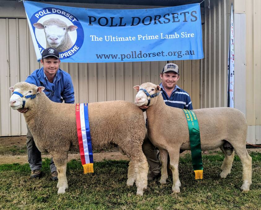 Valley Vista and Valley Vista Park: Champion and Reserve Champion Junior Rams at the NSW Dorset Championships in Cowra this year. Photo: Supplied.