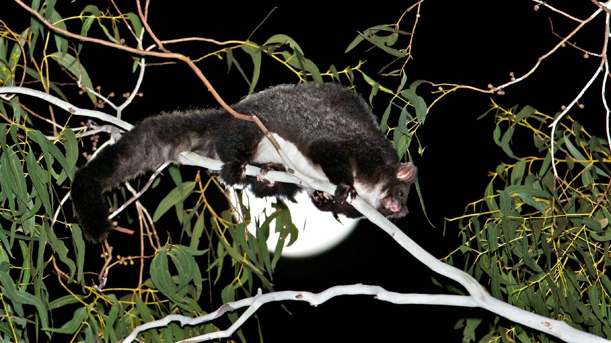 Greater gliders are known as an indicator species, pointing to the health and diversity of the forest. Photo: David Gallan