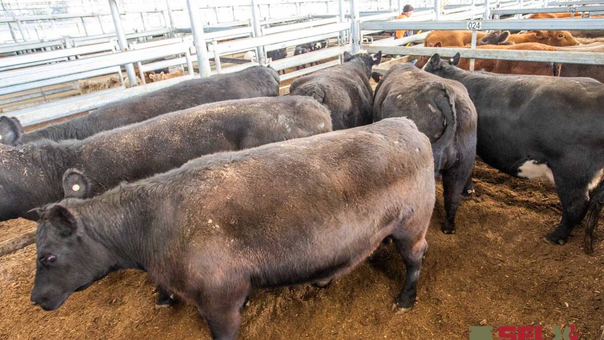 Kevin Scott, Murrumbateman topped the cow market on August 16 with Gerrard & Partners selling 6 Angus x Cows for 210c/kg, av 674.2kg, $1415.75ph.