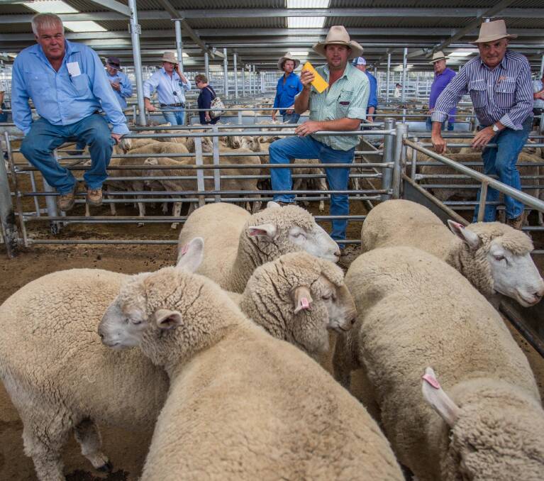 J&J Forbutt, Young topped the market with Mark, Gerrard & Partners selling their XB Lambs for $181.6ph. Photo by Heidi Grange