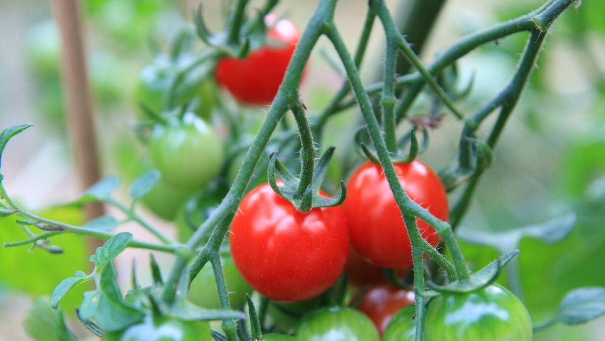 Tomatoes' green stems, leaves and unripe fruit contain solanine, harmful to cats and dogs. Photo: Ray Mortim