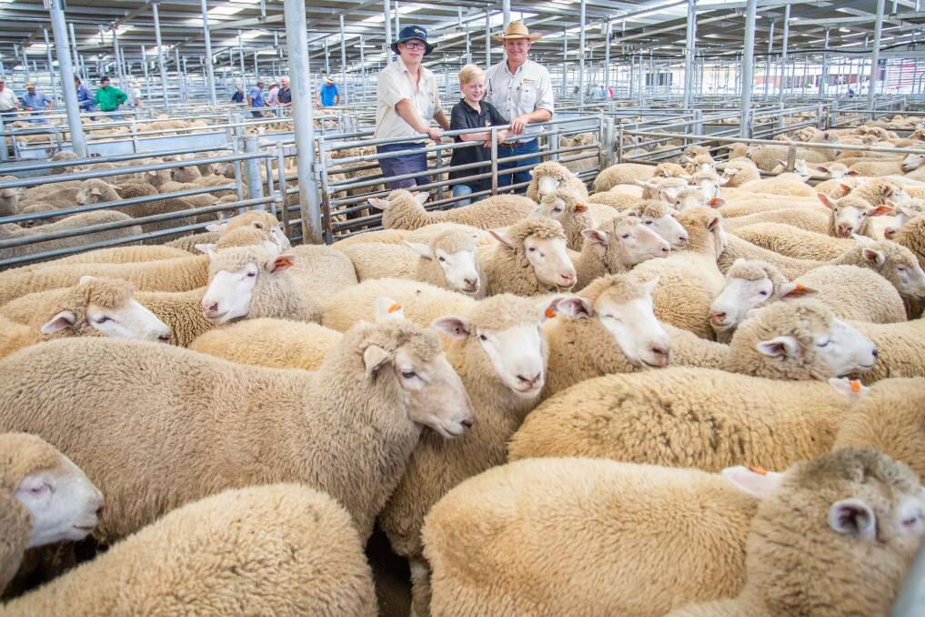 Bailey, Joseph and Greg Anderson, MD & JJ Anderson, sold 56 XB Suckers on behalf of Flora Collins, Crookwell for $185ph. Photos: SELX
