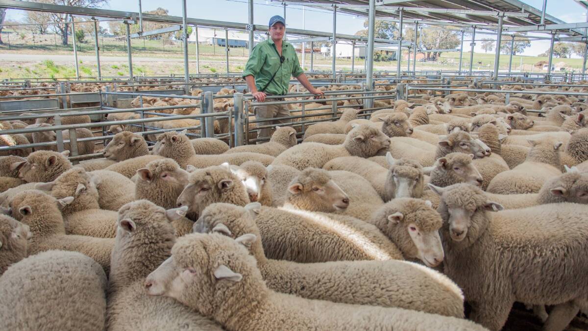 Charlie Croker, Landmark sold 176 Suckers for R&S Cooper, Marulan to a top of $160ph. Photo by Heidi Grange. MLA's National Livestock Reporting Service​.
