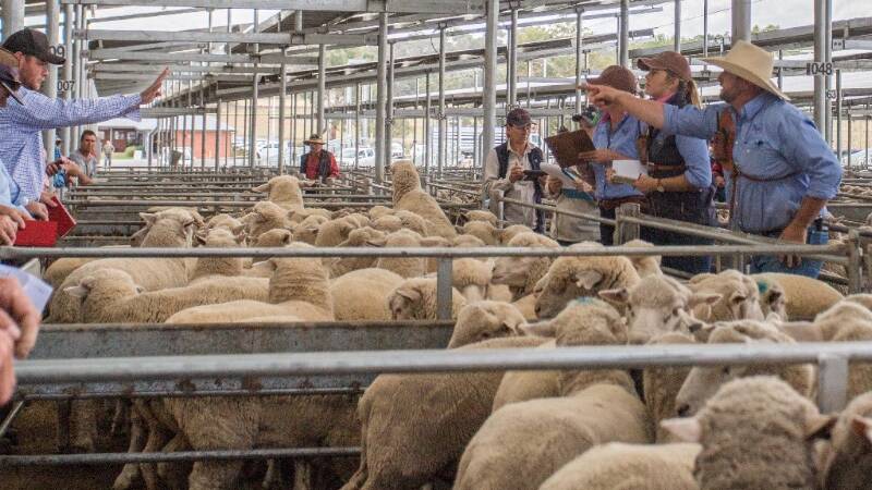 Cavan Station, Yass, topped the March 8 sale with 166 XB Hoggets sold by Butt Livestock & Property to a top of $166. Photo: Heidi Grange