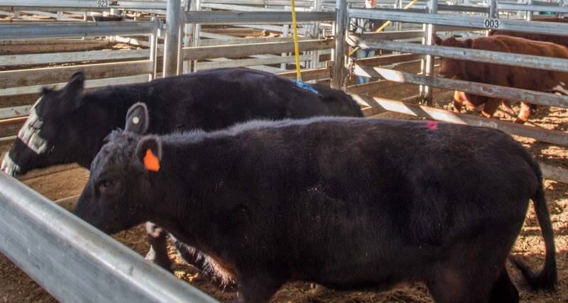 I&V Builders, Wallaroo, topped both cow and heifer markets on September 13 with this pen. Jim Hindmarsh & Co sold 1 Angus x heifer for 250c/kg, weighing 635kg.