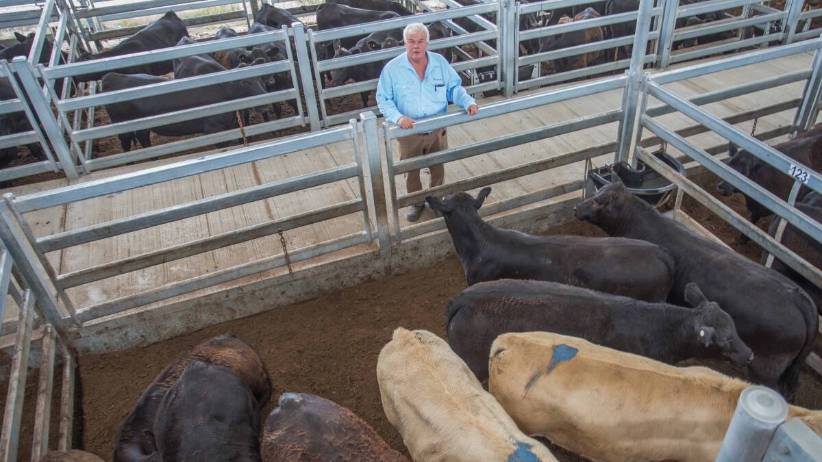 Michael Hall (Livestock) with XB Steers sold on behalf of E&A Connor, Taralga for 320c/kg, av 367.5kg, $1176ph.