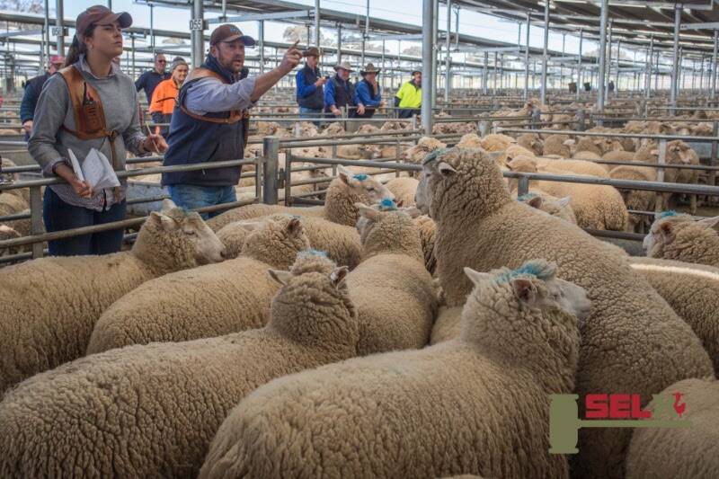 B&E Robinson, Binalong, sold 14 XB lambs to a sale top of $280 with Butt Livestock on September 19. Photo: SELX