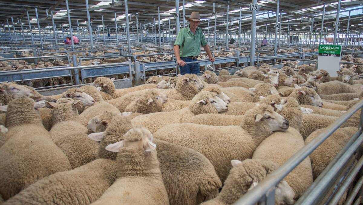 WA Gooley, Rosslyn (managed by Joe Mooney) topped the market with 73 XB Suckers sold by Matt Joseph, Landmark to a top of $211ph. Photo: SELX