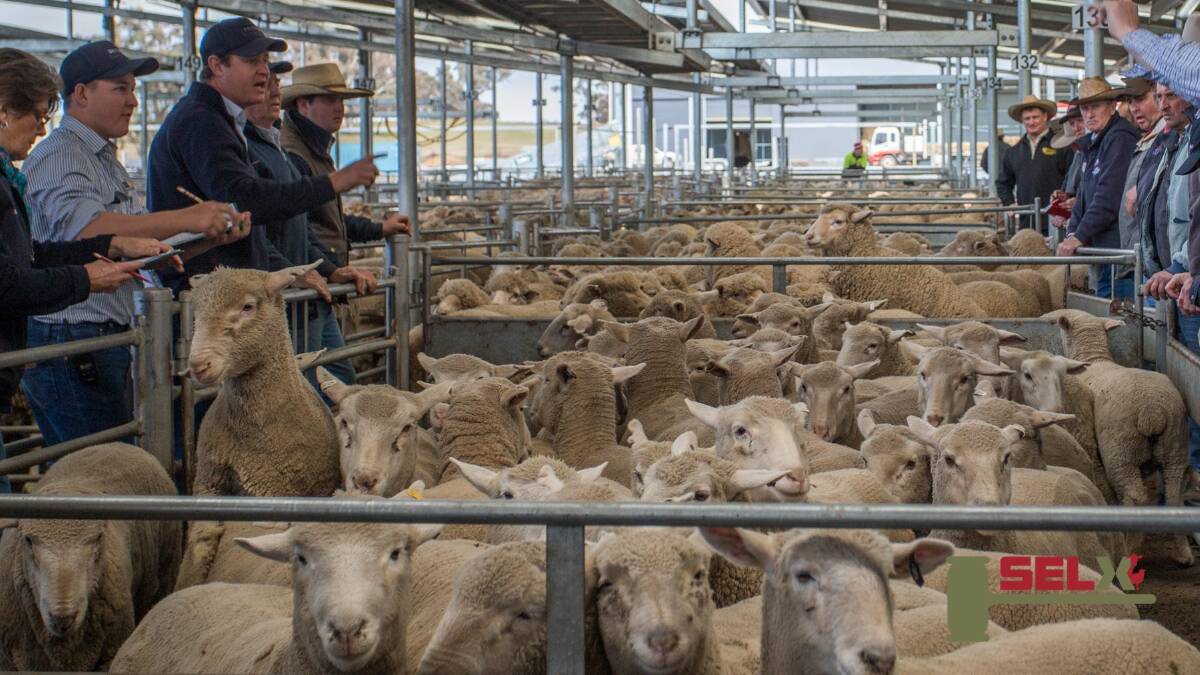 Donna Valley Fodder, Murrumbateman topped the August 15 market with Delta Agribusiness selling a total of 206 XB Lambs to a top of $215ph. Photos: Heidi Grange