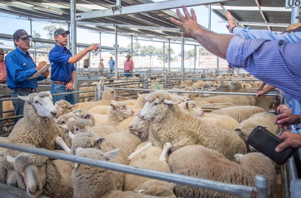 Agstock: Sold this pen of XB lambs for $184, topping the April 4 sale, on behalf of RTR P/L, Goulburn. Market reports source: mla.com.au