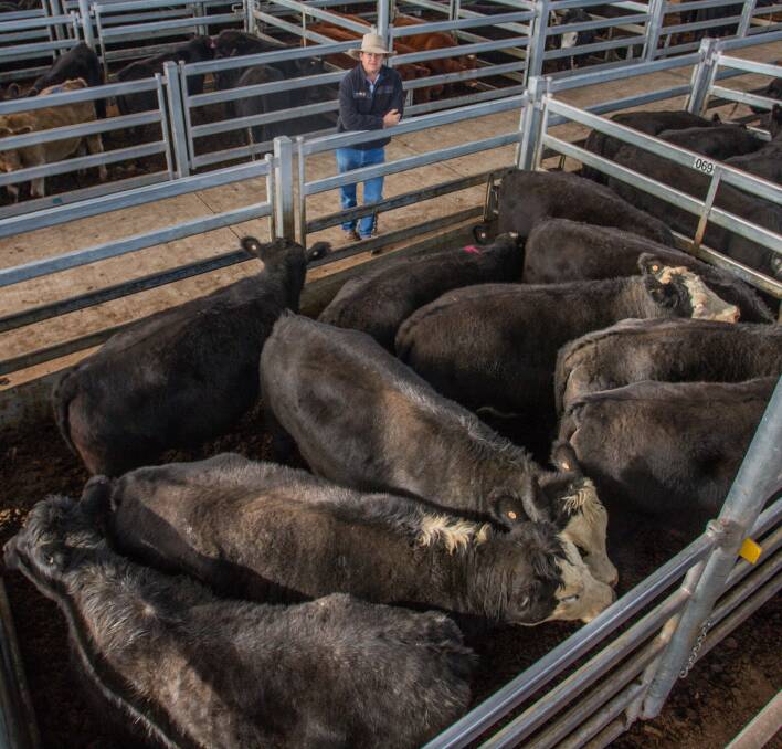 Delta Agribusiness proudly sold 10 Angus x Heifers in memory of owner Graham Simmons, Boorowa, who sadly passed away after a short battle with cancer. The Heifers sold for 273.6c/kg, av 522kg, $1428.19ph with proceeds going to CanAssist.