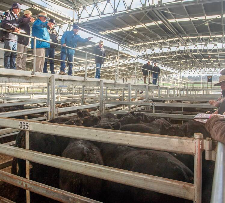 D&A Stockdale topped June 14's Prime Cattle market with Duncombe & Co selling 12 Angus x Steers to a top of 308.6c/kg, av 438.8kg, $1353.98ph.