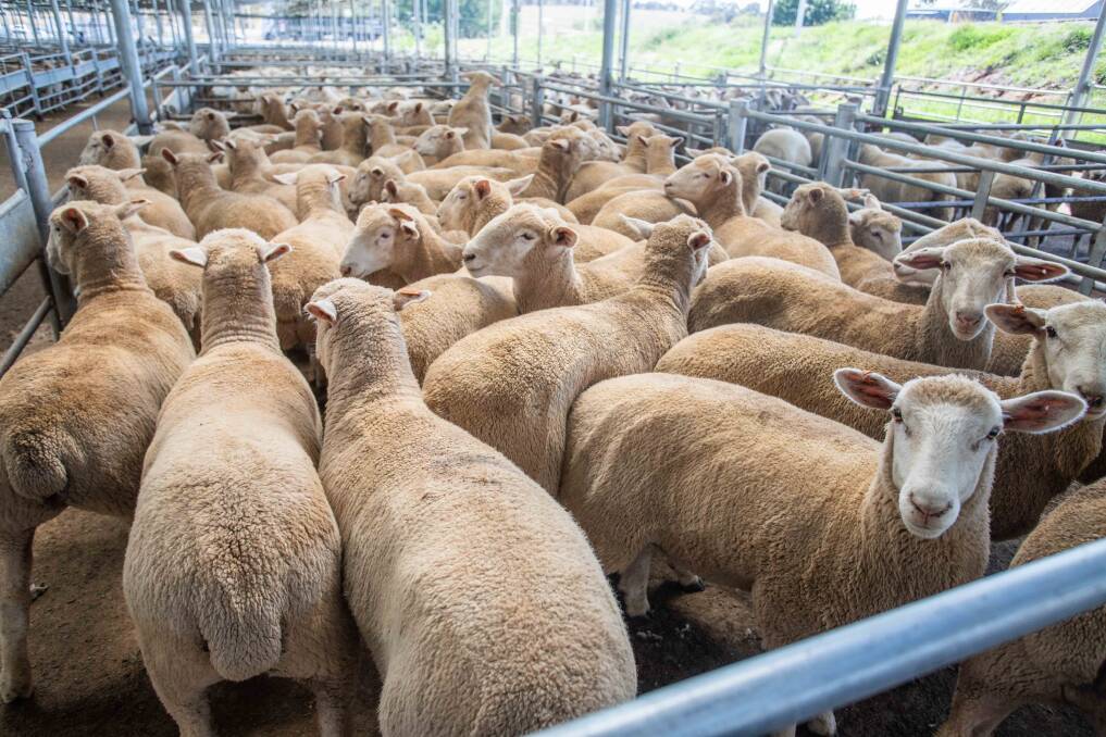 Ardrossan Nurseries, Batlow topped the market with Agstock selling a total of 250 XB Lambs to a top of $163ph. Photo: SELX