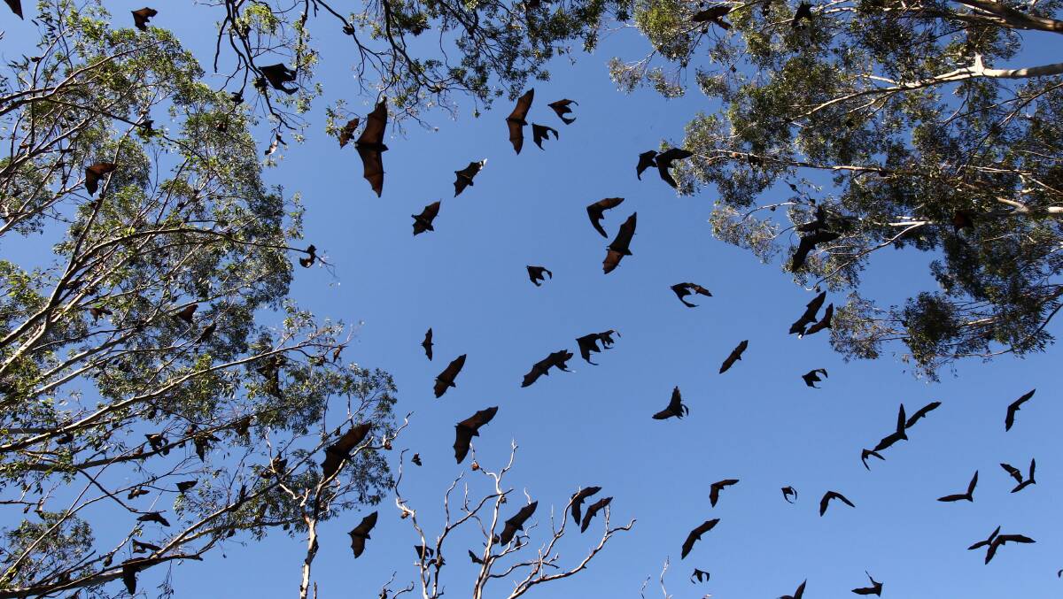 A 5600-strong colony of grey-headed flying foxes roosting. Nearby neighbours say the noise and droppings are becoming unbearable. Photo: Dean Sewell/SMH