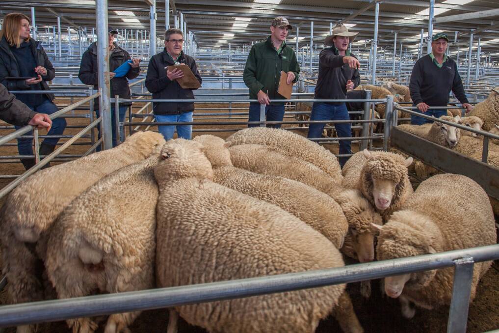 Landmark topped the August 9 market with XB Lambs sold on behalf of T&L White (Ground Diamond), Yass for $213.2ph. Photo: SELX