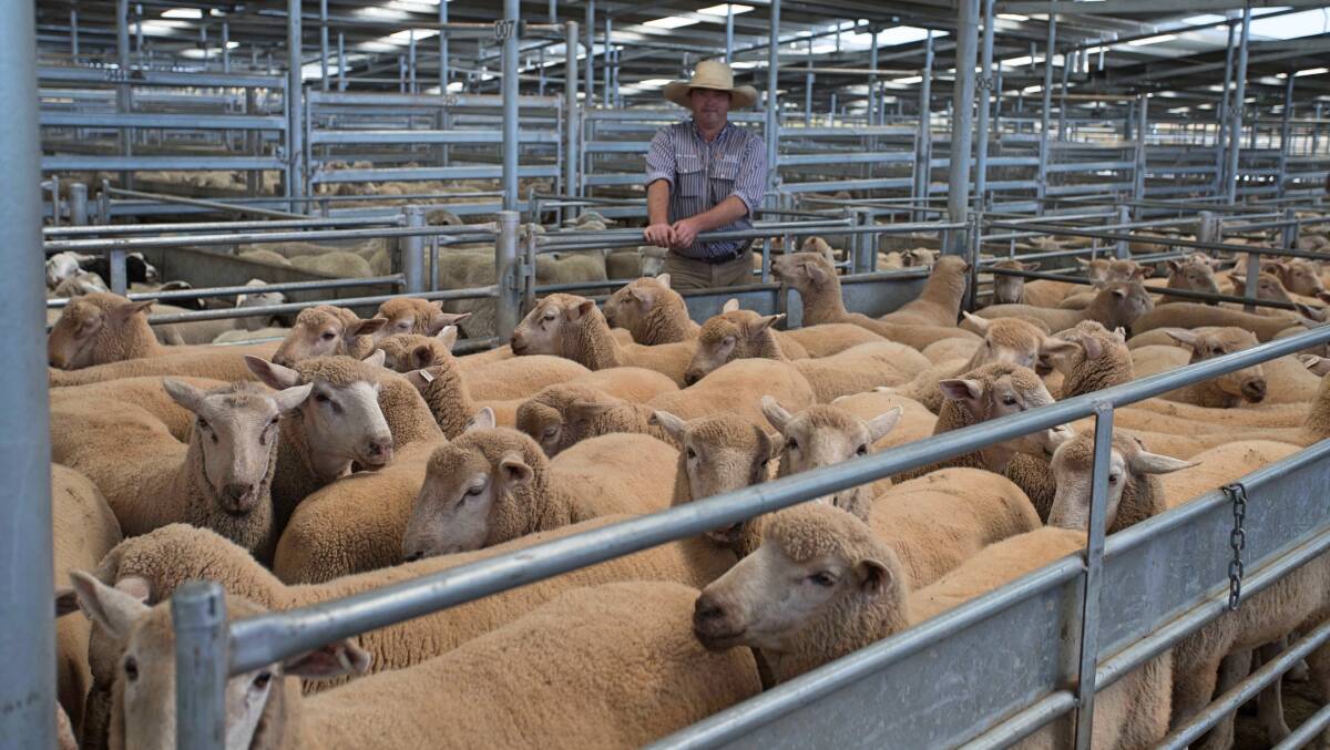Corey Nicholson, Holman Tolmie topped today's market with XB Lambs from the Harden District which sold for $192.2ph.