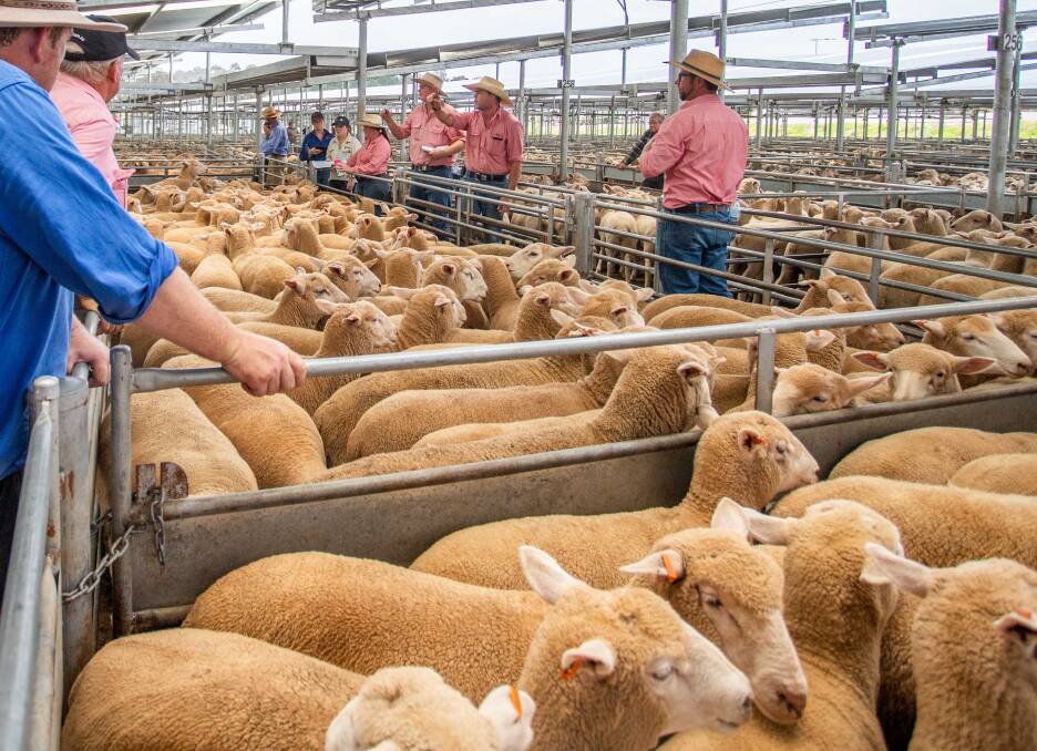 Elders selling a total of 200 XB Lambs on behalf of WE Curry & Co, Crookwell to a top of $169ph on January 30. Photos: SELX